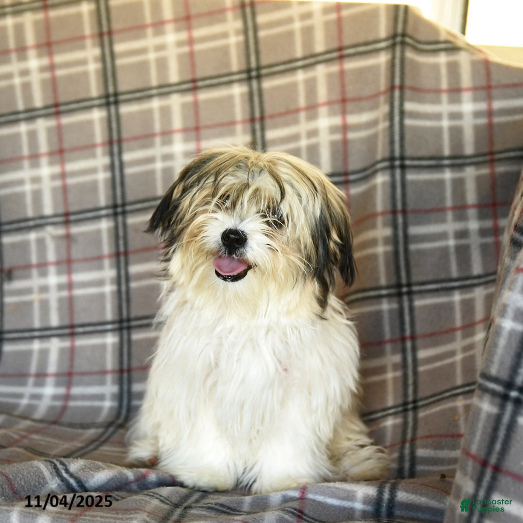 Shorkie dogs for sale: Karl - Ad 2