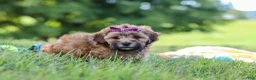 Yorkiepoo dogs for sale: Posie - Ad 5