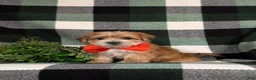 Morkie dogs for sale: Beethovan 7 lbs Full Grown - Ad 3
