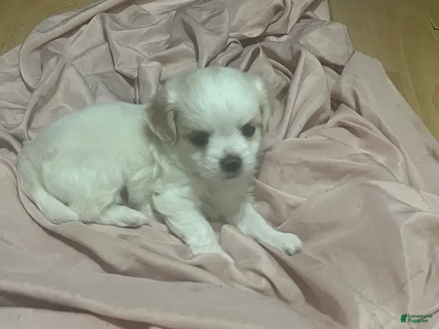 Chihuahua dogs for sale: Male White w/ Light Brown Markings Chihuahua 3 - Ad 35