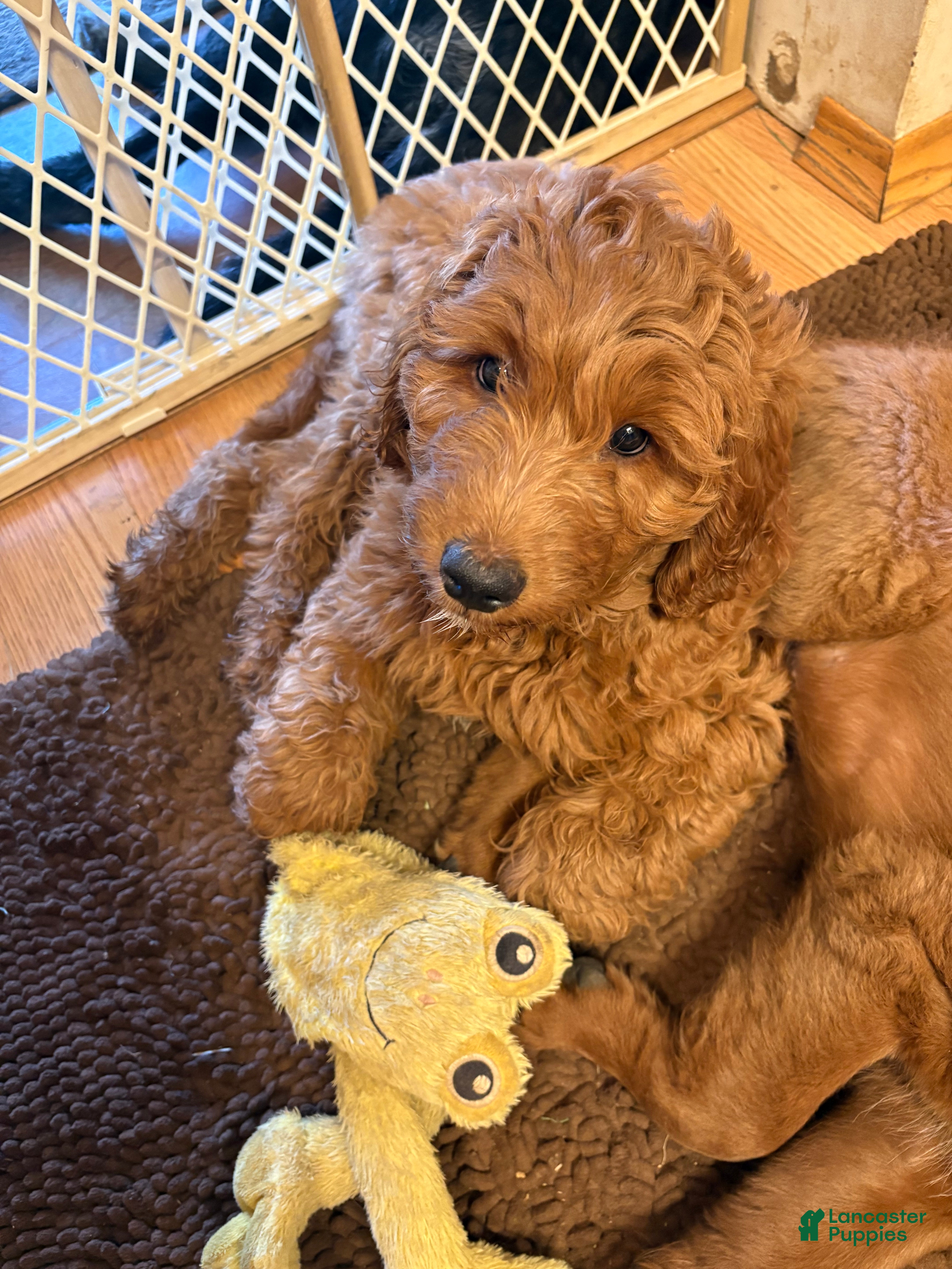 Goldendoodle dogs Jasmine  - Ad 2