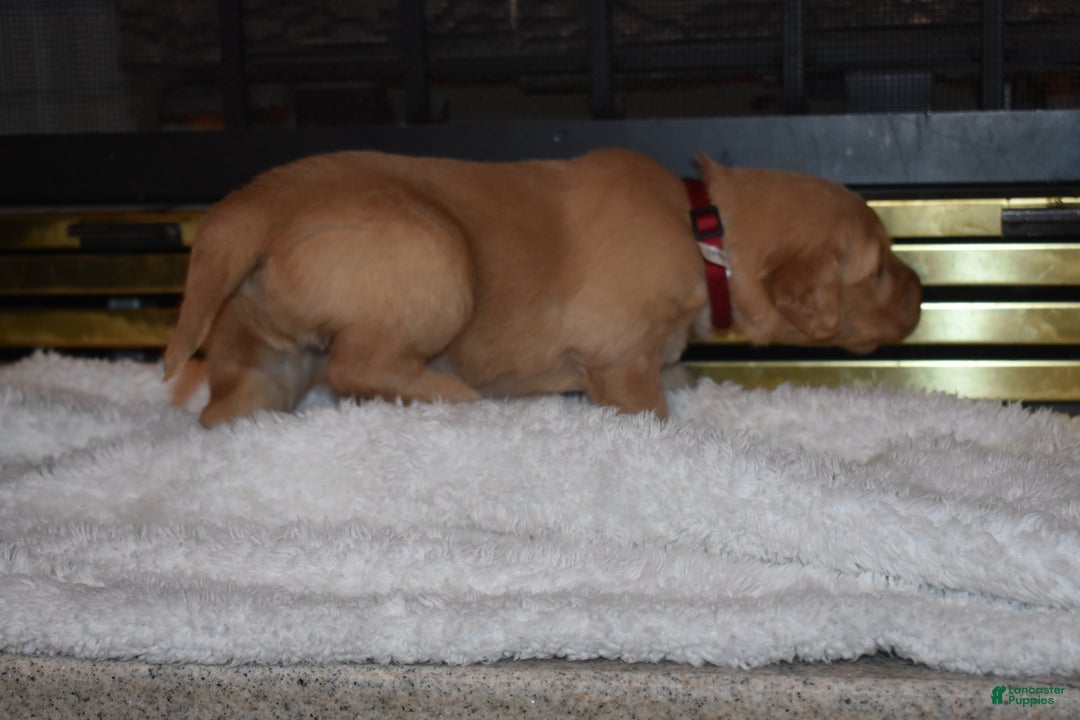 Golden Retriever dogs for sale: Ginger - Ad 2