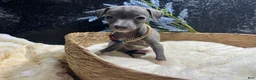 Italian Greyhound dogs for sale: Italian Greyhound 1 - Ad 2