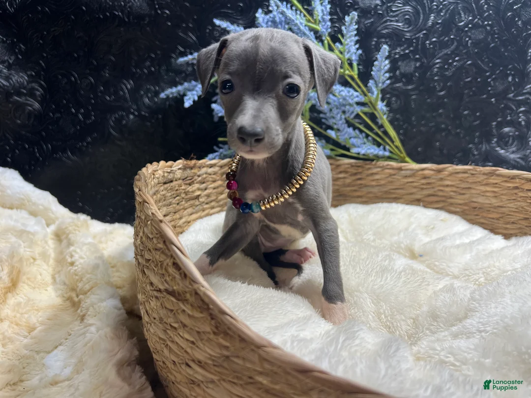 Italian Greyhound dogs for sale: Italian Greyhound 1 - Ad 2