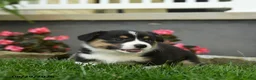 Welsh Corgi Pembroke dogs for sale: Maple   - Ad 5