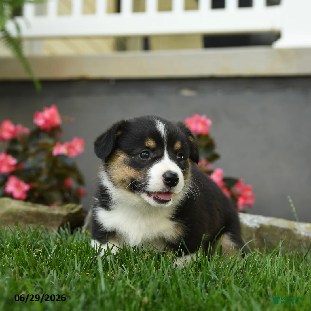Welsh Corgi Pembroke dogs for sale: Maple   - Ad 5