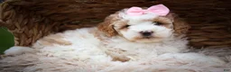 Cavachon dogs for sale: Hailey🌸 - Ad 14