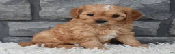 Cavapoo dogs for sale: Riley  - Ad 6