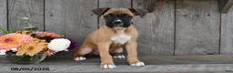 Boxer dogs for sale: Baxter - Ad 4