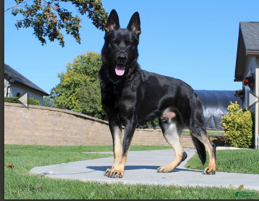 German Shepherd dogs Jeanie - Ad 2
