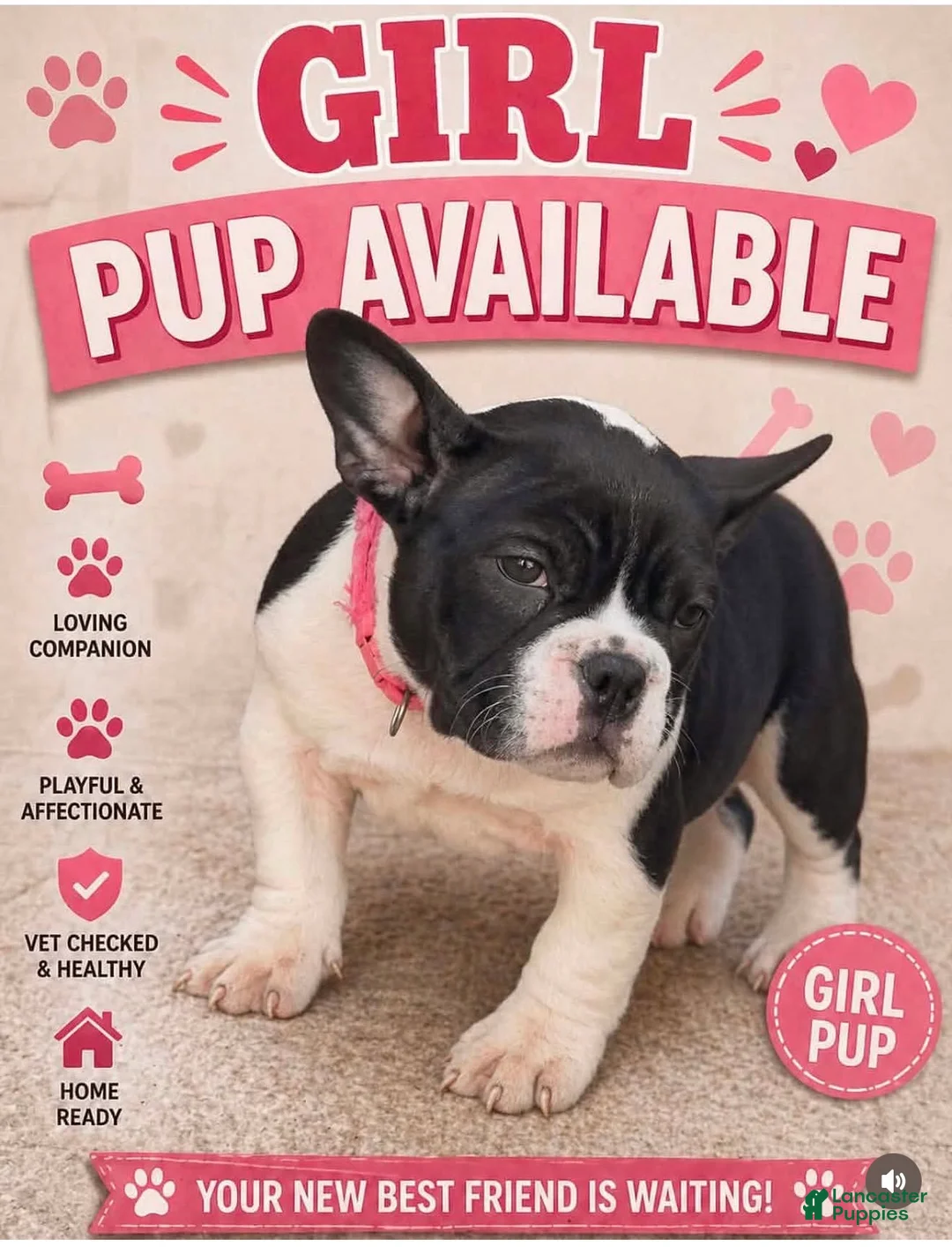 American Bully dogs for sale: Micro Bully Puppy  - Ad 1