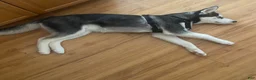 Siberian Husky dogs for sale: Jack Siberian Husky  - Ad 4