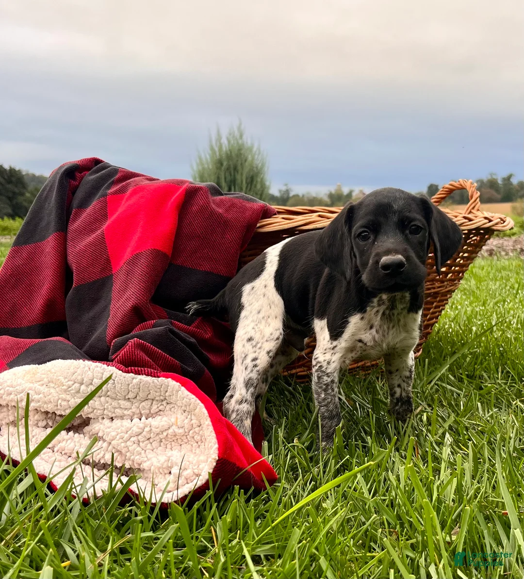 German Shorthaired Pointer dogs for sale: Special Jack❤️AKC Registered🐾Text or Call - Ad 1