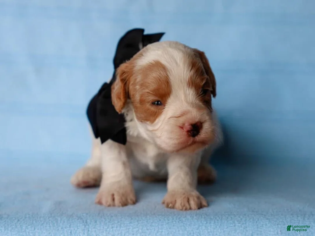 Cavapoo dogs for sale: Tio - Ad 2