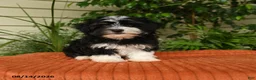 Malshi dogs for sale: Molly - Ad 1