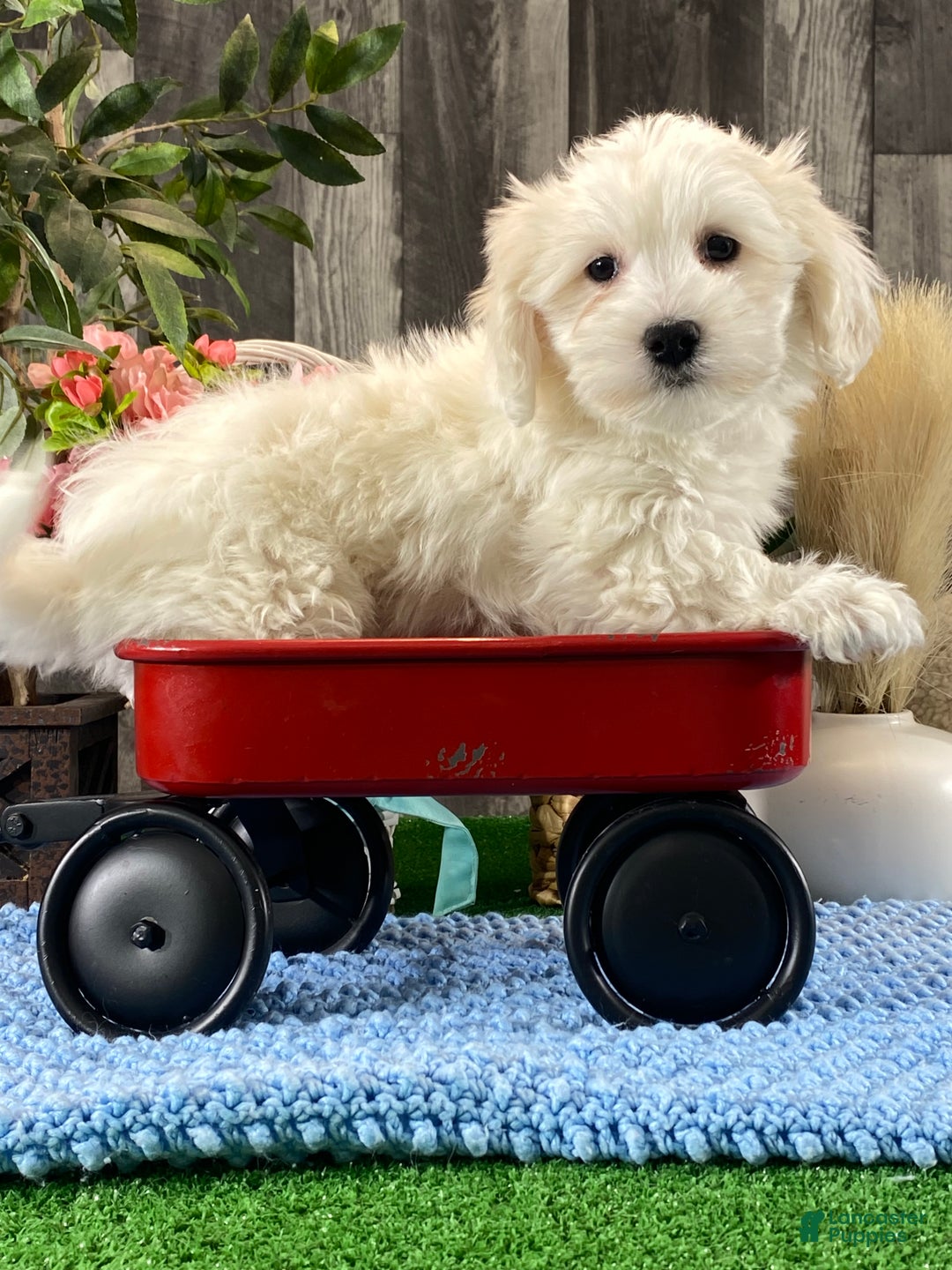 Coton De Tulear dogs for sale: Cole - Ad 4