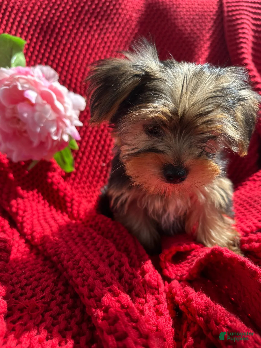 Yorkshire Terrier dogs for sale: Yorkshire Terrier Puppy 1 - Ad 1