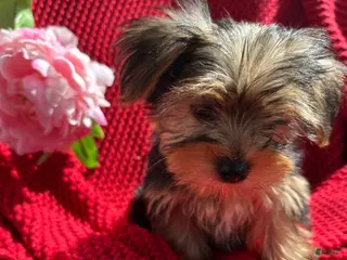 Yorkshire Terrier dogs Yorkshire Terrier Puppy 1 - Ad 14