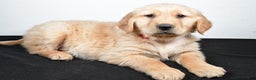 Golden Retriever dogs for sale: Jane - Ad 3