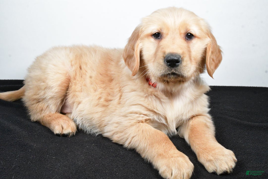 Golden Retriever dogs for sale: Jane - Ad 3