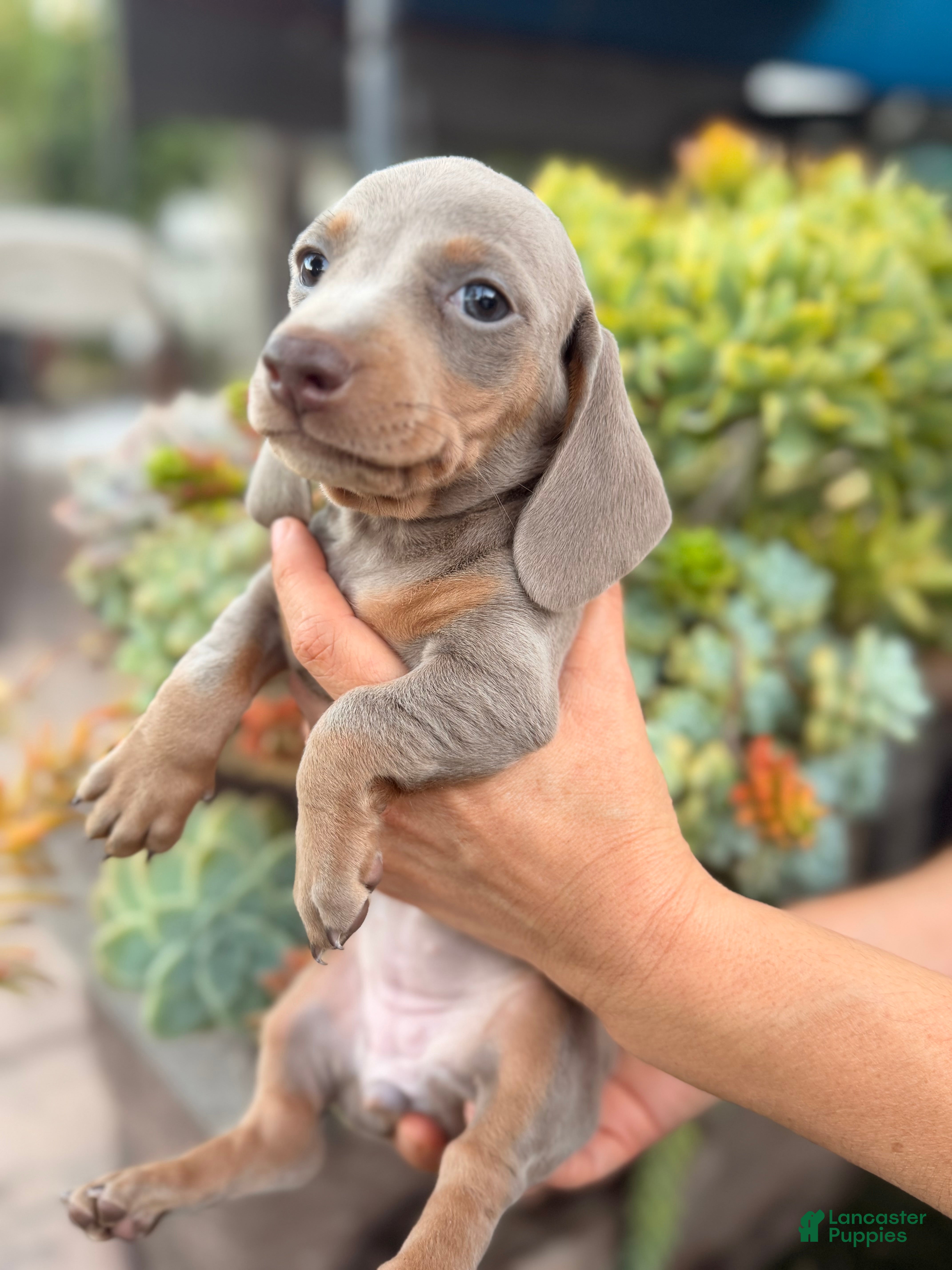 Miniature Dachshund dogs Miniature Dachshund Isabea girl - Ad 2