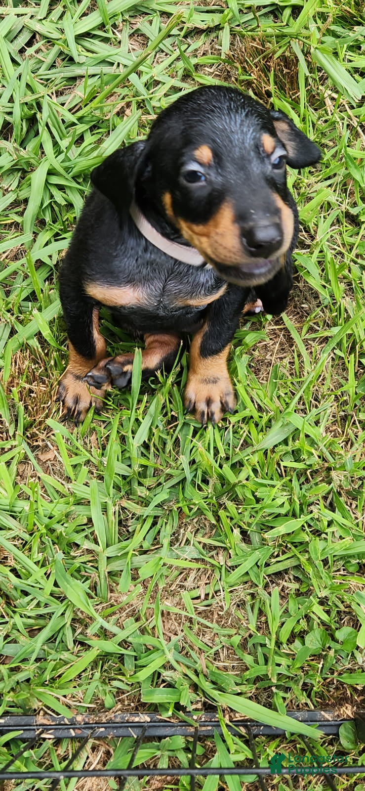 Doberman Pinscher dogs Doberman Pinscher Male 2 - Ad 9