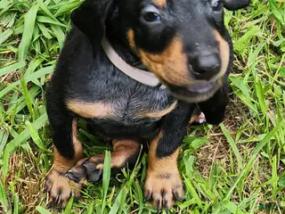 Doberman Pinscher dogs Doberman Pinscher Male 2 - Ad 9