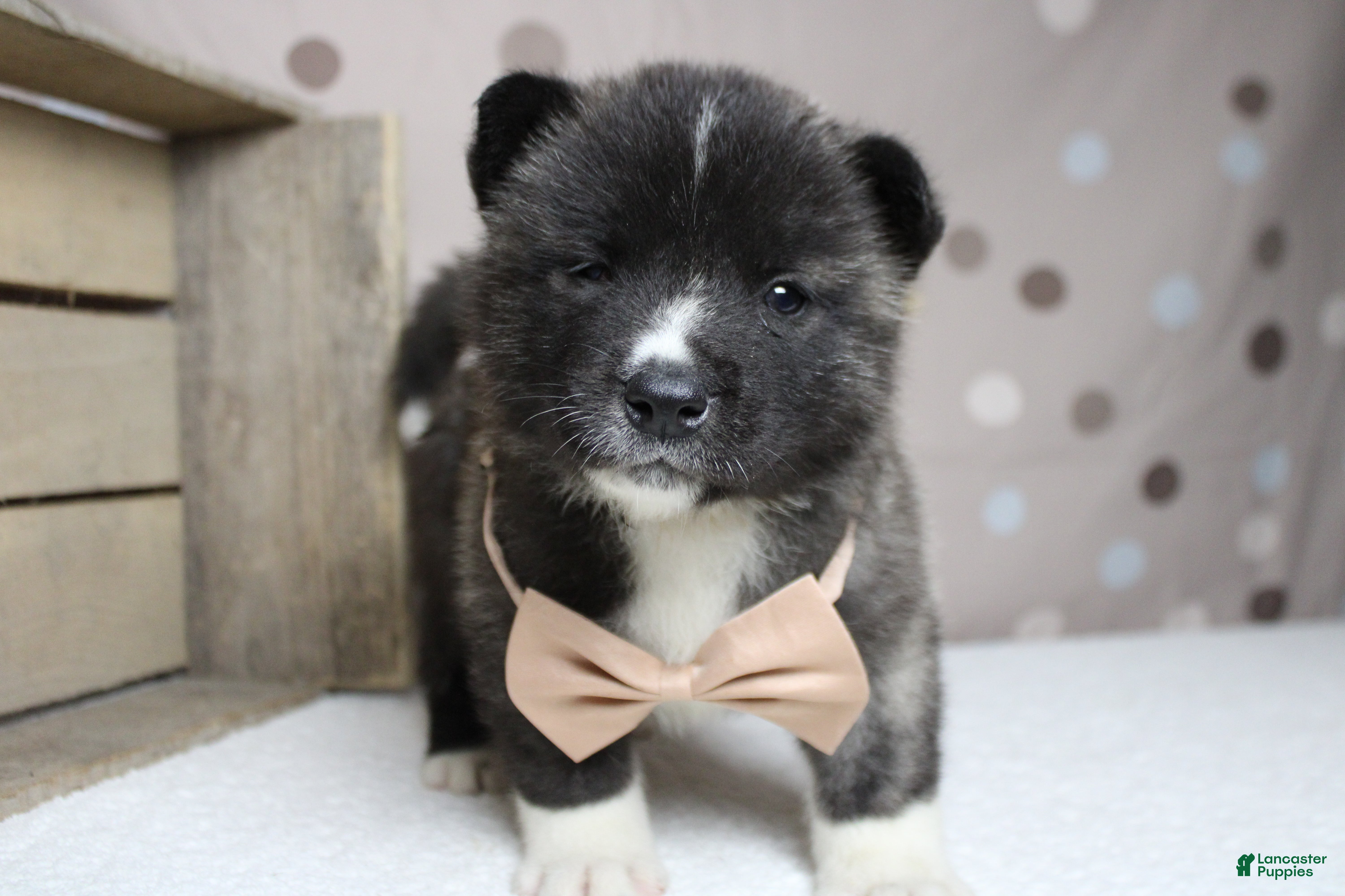 Akita dogs Gala - Ad 6