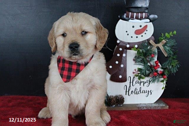 Golden Retriever dogs Chestnut - Ad 18