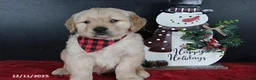 Golden Retriever dogs for sale: Chestnut - Ad 1