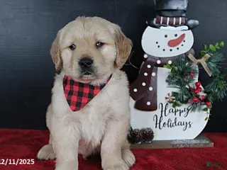 Golden Retriever dogs Chestnut - Ad 36