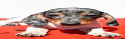 Dachshund dogs for sale: Bo - Ad 3