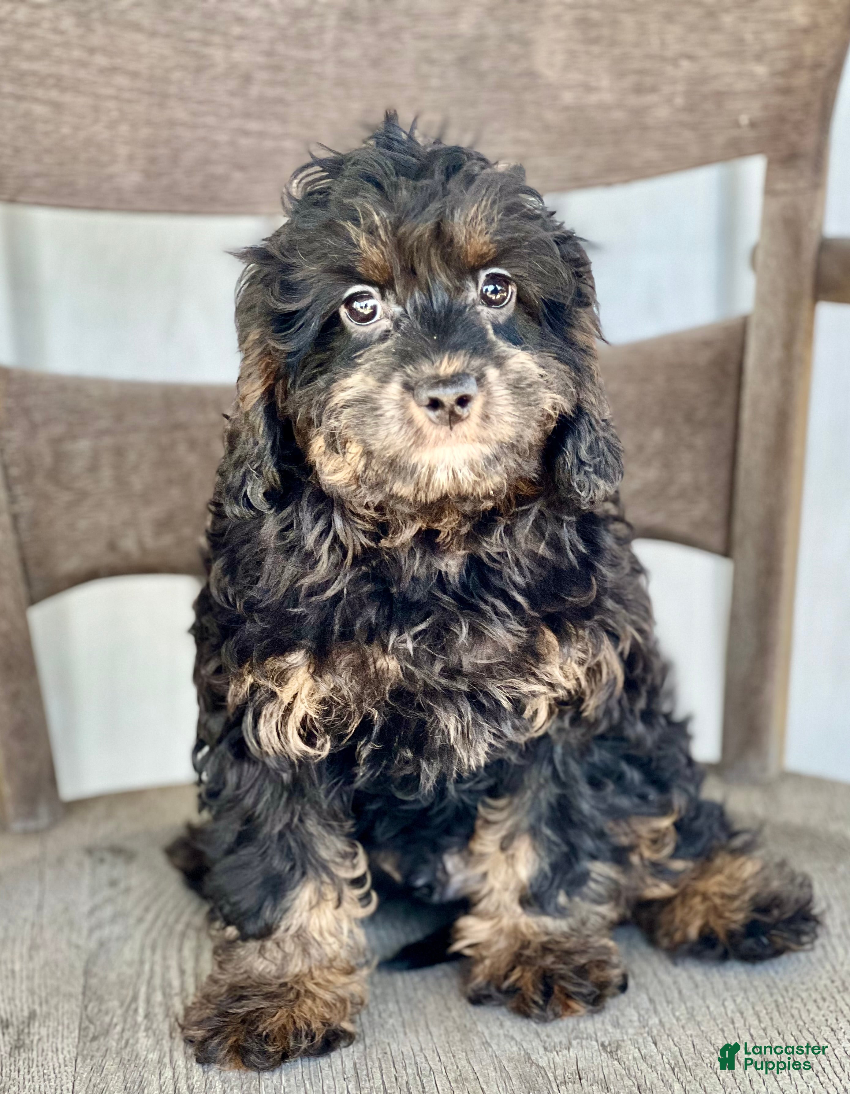 Mixed Breed dogs Chad - Ad 2