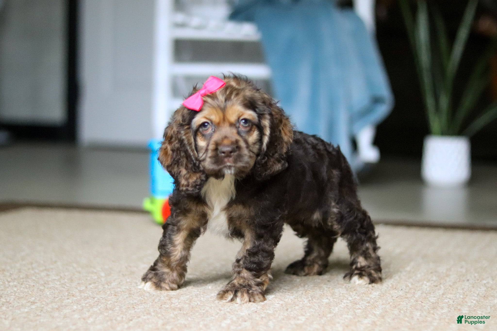 Cocker Spaniel dogs Bella - Ad 2
