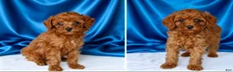 Toy Poodle dogs for sale: Harry - Potty and crate Trained  - Ad 2