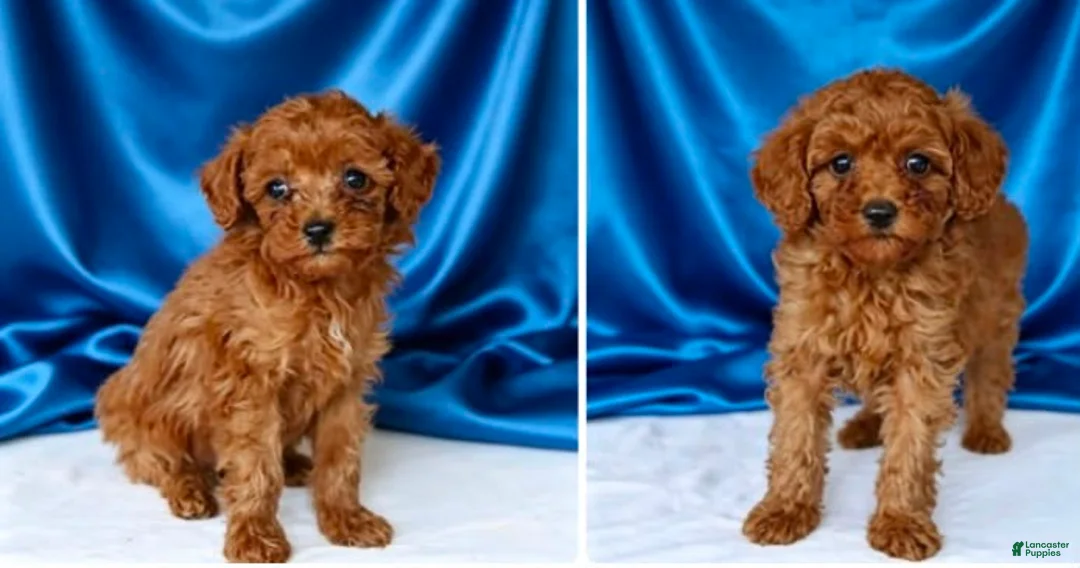 Toy Poodle dogs for sale: Harry - Potty and crate Trained  - Ad 2