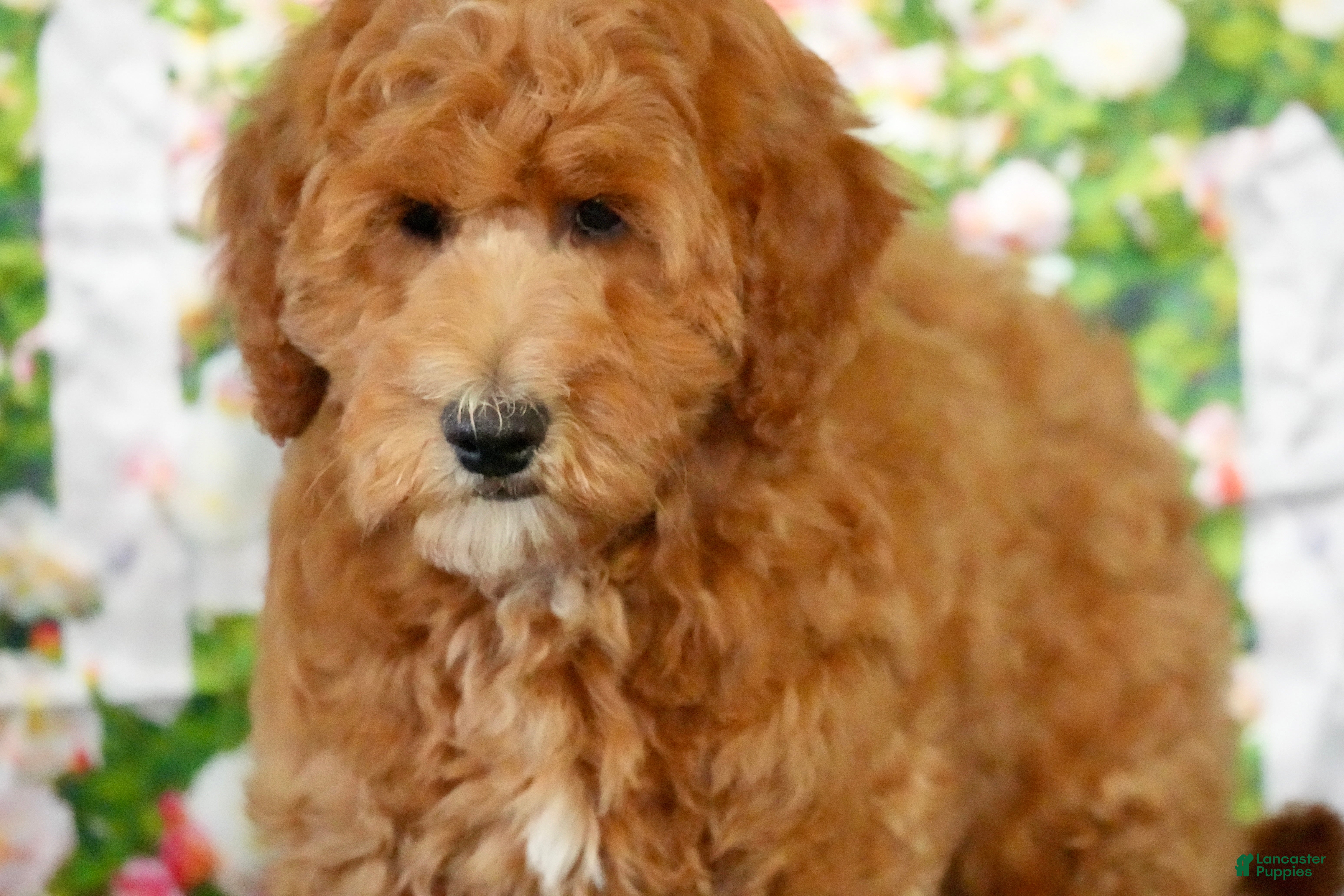 Goldendoodle dogs Eagle - Ad 34