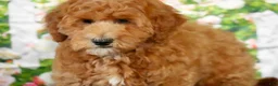 Goldendoodle dogs for sale: Eagle - Ad 1