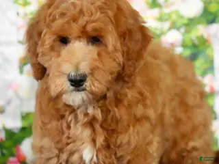 Goldendoodle dogs Eagle - Ad 34
