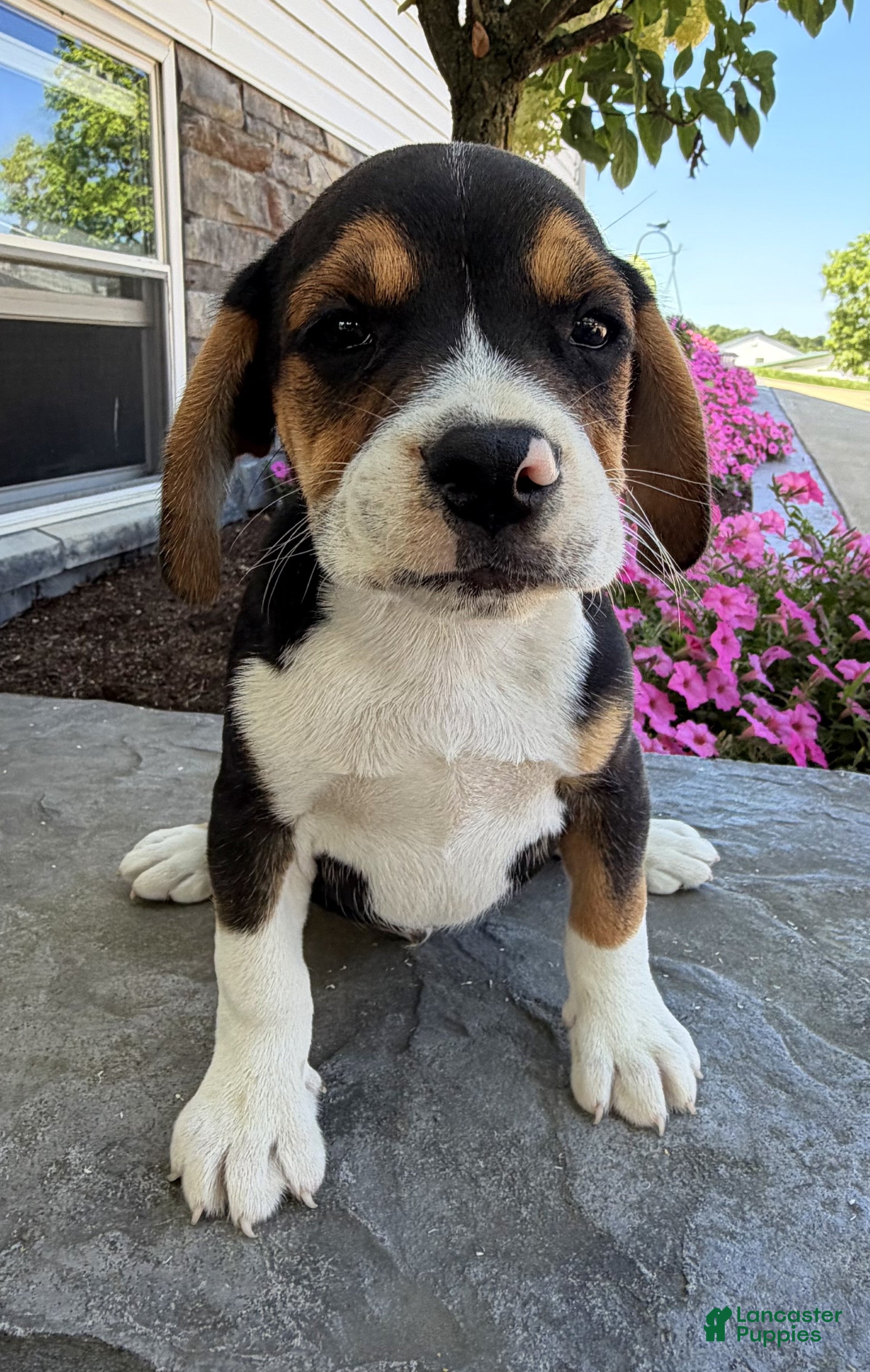 Beabull dogs Maverick - Ad 2