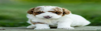 Theo Labradoodle 