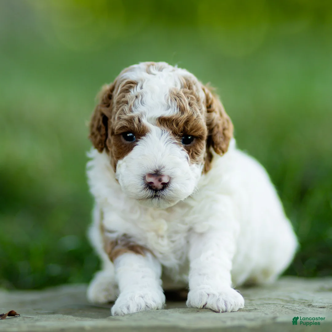 Labradoodle dogs for sale: Theo Labradoodle  - Ad 1