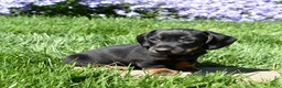 Miniature Dachshund dogs for sale: Checkers - Ad 3