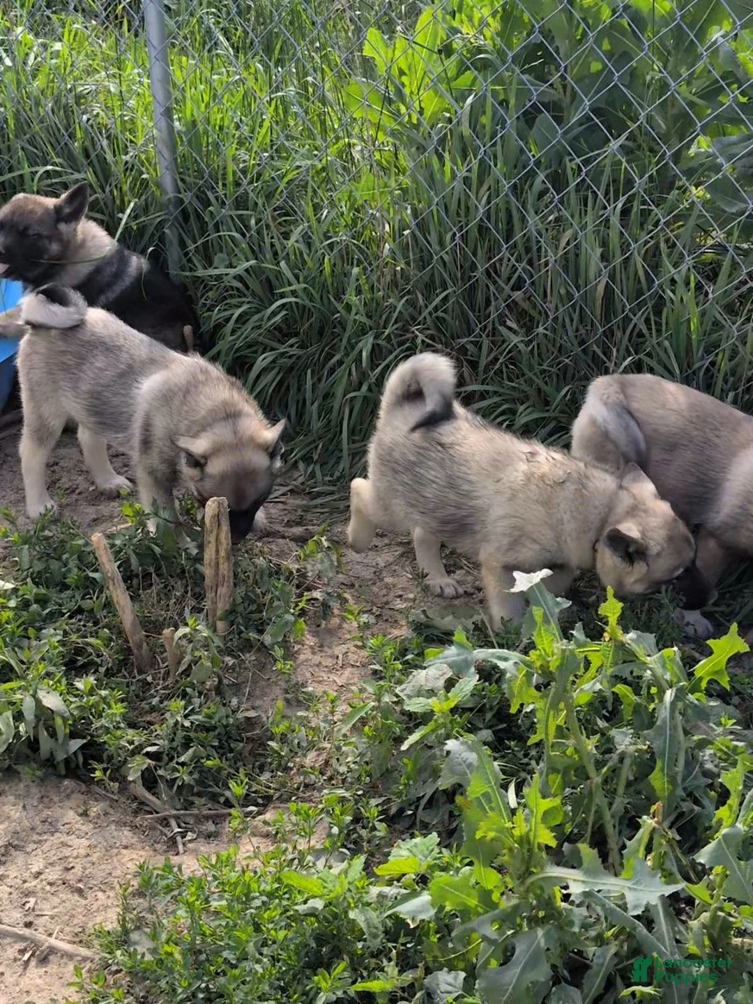 Norwegian Elkhound dogs for sale: RED COLLAR - Ad 11