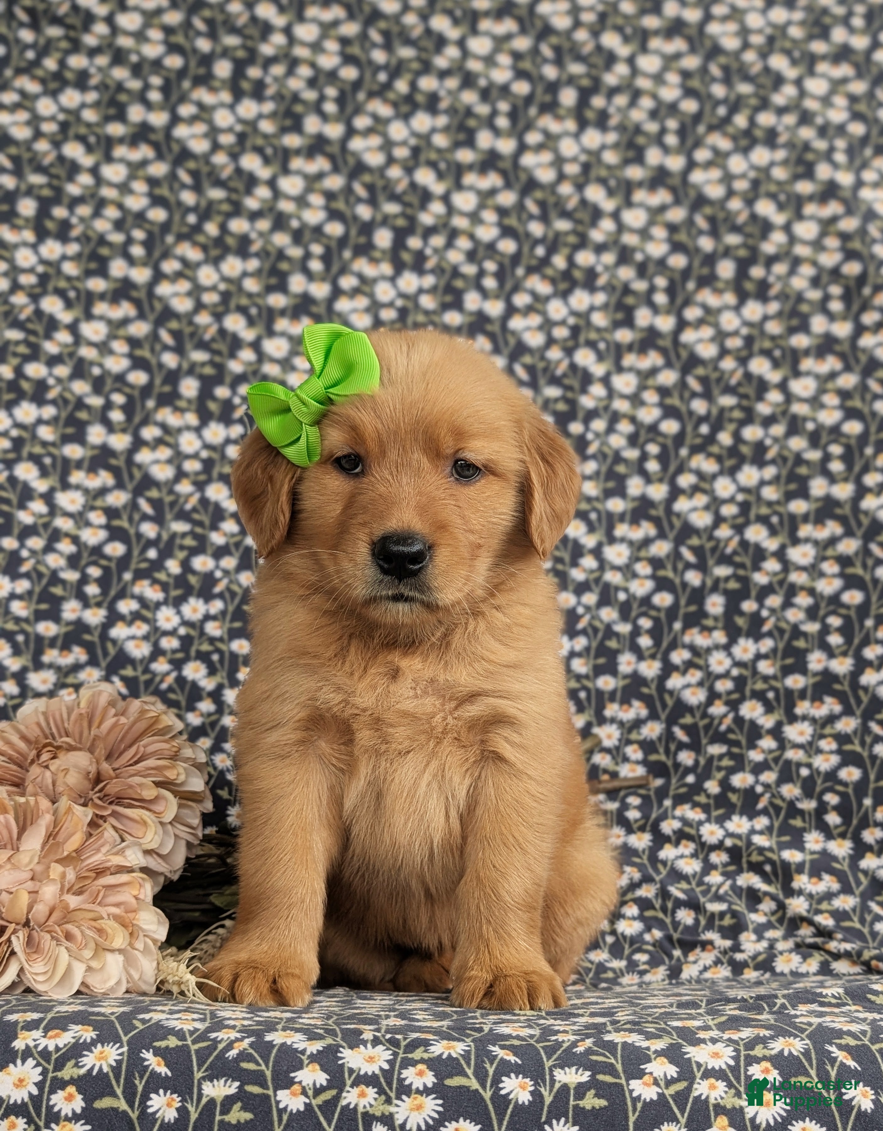 Golden Retriever dogs Zoie AKC Reg - Ad 2