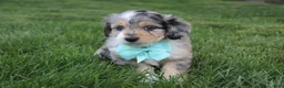 Mini Aussiedoodle dogs for sale: Kingsley 💎 - Ad 6