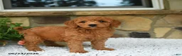Mini Goldendoodle dogs for sale: Arty - Ad 4