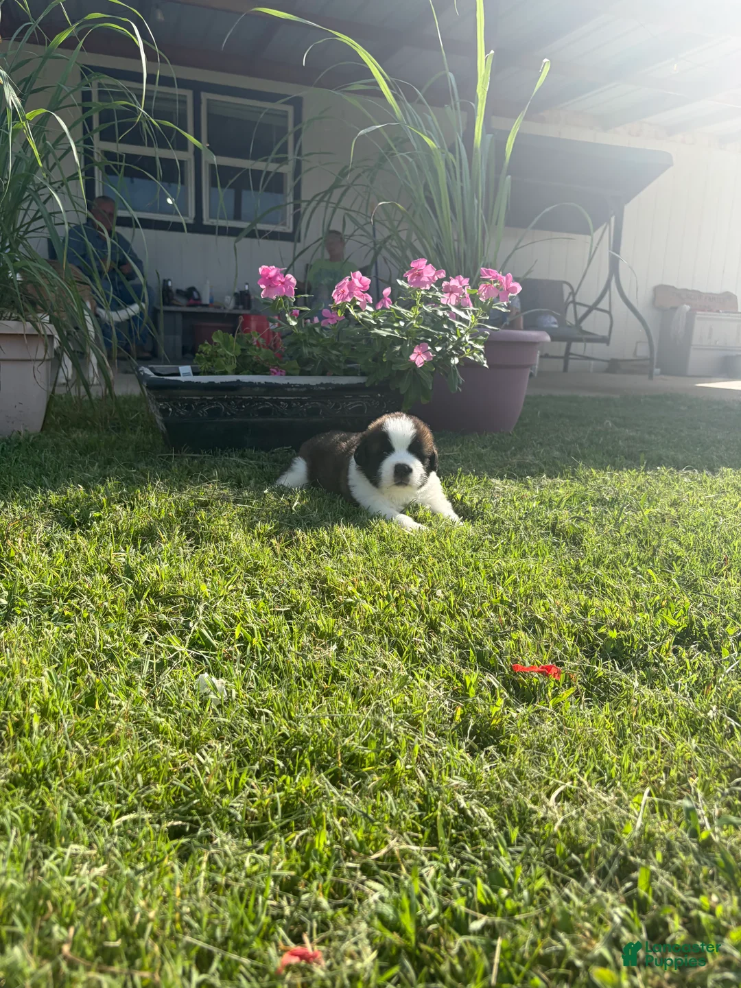 Saint Bernard dogs for sale: Akc Black - Ad 2