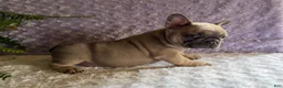 French Bulldog dogs for sale: Smokey - Ad 7