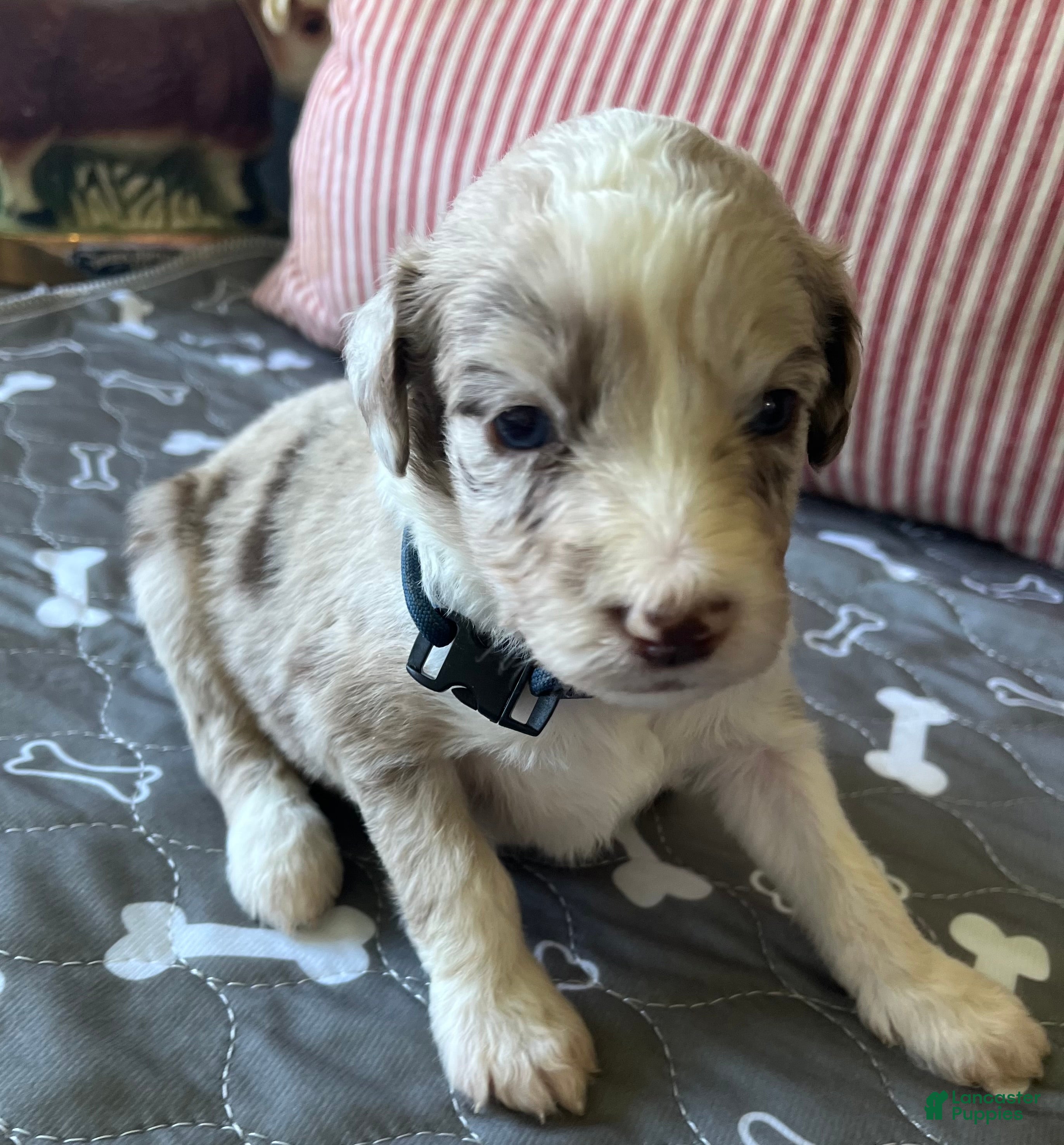 Aussiedoodle dogs Navy - Ad 1